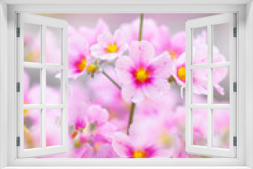 Fototapeta Naklejka Na Ścianę Okno 3D - ピンクのプリムラ