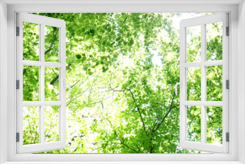 Fototapeta Naklejka Na Ścianę Okno 3D - 新緑の葉のイメージ