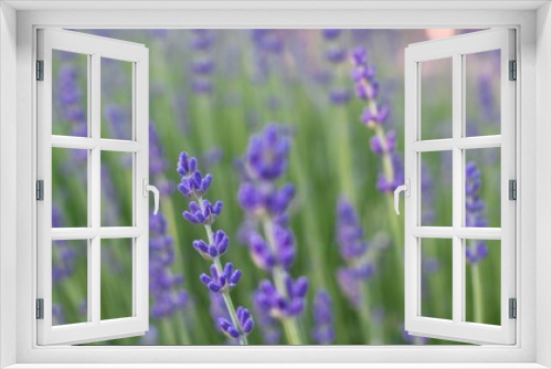 Fototapeta Naklejka Na Ścianę Okno 3D - field of lavender