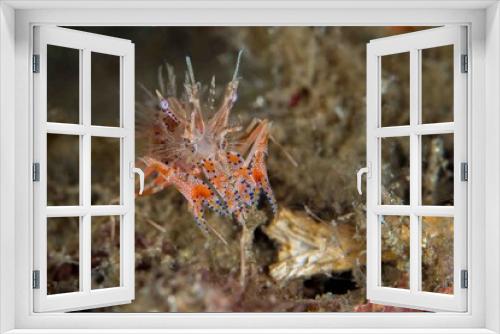 Fototapeta Naklejka Na Ścianę Okno 3D - Tiger shrimp on coral reef - Phyllognatia ceratophthalmus