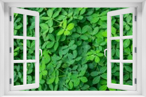 Fototapeta Naklejka Na Ścianę Okno 3D - green leaves background