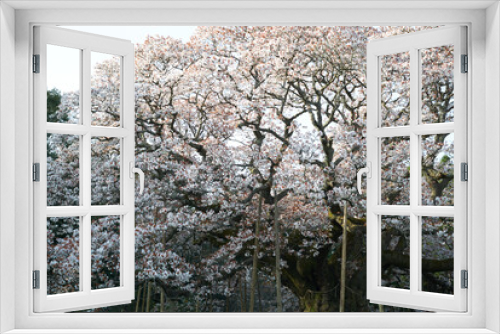 Fototapeta Naklejka Na Ścianę Okno 3D - Large cherry blossoms in Yoshitaka, Chiba Prefecture