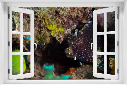 Fototapeta Naklejka Na Ścianę Okno 3D - Saltwater goby on muck dive site in Lembeh Strait