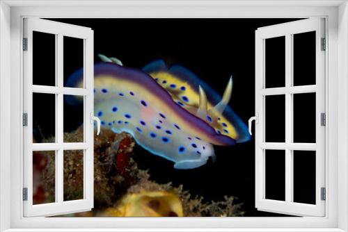 Fototapeta Naklejka Na Ścianę Okno 3D - Twin chromodoris nudibranch - Goniobranchus geminus