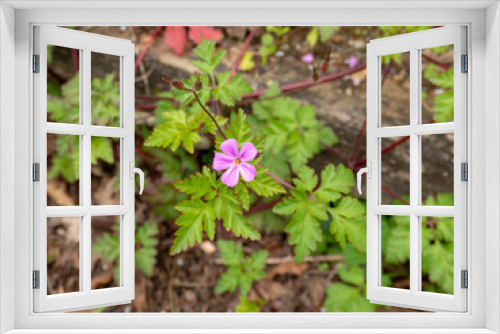 Fototapeta Naklejka Na Ścianę Okno 3D - Geranium robertianum or Roberts geranium flowering plant