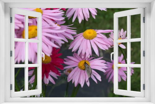 Fototapeta Naklejka Na Ścianę Okno 3D - pink flowers