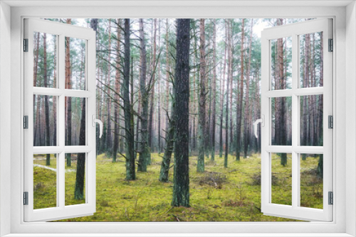 Fototapeta Naklejka Na Ścianę Okno 3D - Panoramic view of a forest, color toning applied.