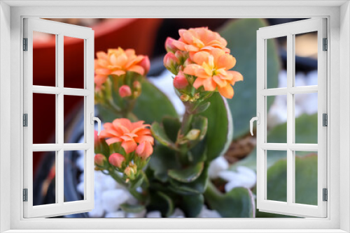 Fototapeta Naklejka Na Ścianę Okno 3D - Cactus are growing up