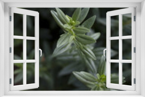 Fototapeta Naklejka Na Ścianę Okno 3D - close up Rosemary herb leaf.