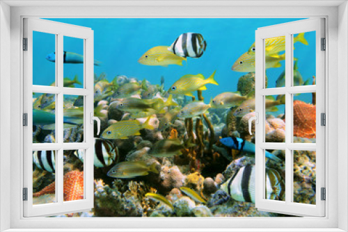 Fototapeta Naklejka Na Ścianę Okno 3D - School of colorful tropical fish in a coral reef underwater sea, Caribbean, Dominican Republic