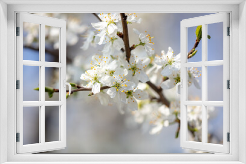 Fototapeta Naklejka Na Ścianę Okno 3D - Close up of white flowers on cherry