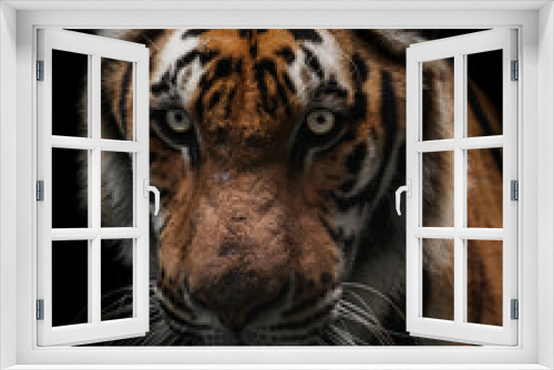 Fototapeta Naklejka Na Ścianę Okno 3D - portrait of a tiger