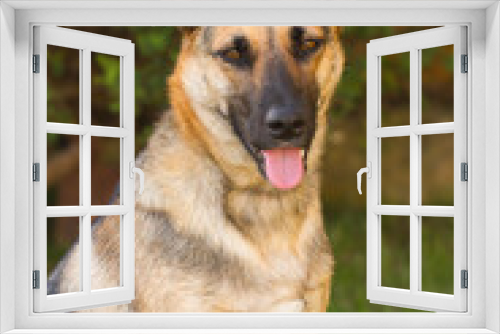 Fototapeta Naklejka Na Ścianę Okno 3D - Portrait of beautiful German Sheppard dog, playing in the backward garden