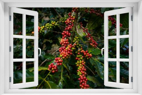 Fototapeta Naklejka Na Ścianę Okno 3D - Raw or ripe red branch of Arabica and Robusta and organic coffee berries beans on tree. Farmer crop fruit at farm in Java.