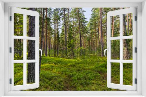 Fototapeta Naklejka Na Ścianę Okno 3D - Green coniferous forest