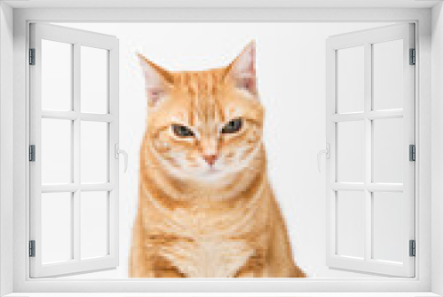 Fototapeta Naklejka Na Ścianę Okno 3D - A Beautiful Domestic Orange Striped cat sitting in strange, weird, funny position. Animal portrait against white background.