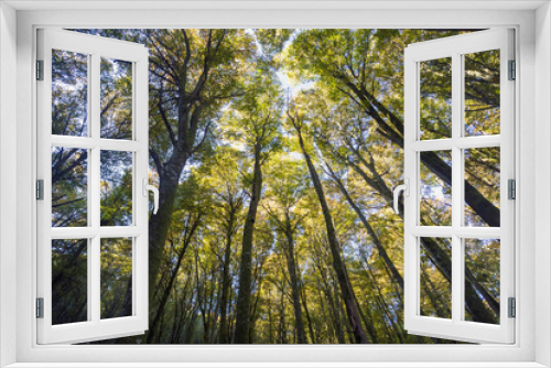 Fototapeta Naklejka Na Ścianę Okno 3D - Beech Tree Soriano in The Cimino in Viterbo. The woods in autumn. Colors and a beautiful landscape