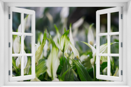 Fototapeta Naklejka Na Ścianę Okno 3D - White spathiphyllum background, many spathiphyllum plants in flower shop window, selective focus