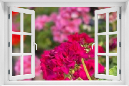 Fototapeta Naklejka Na Ścianę Okno 3D - Flores rosa