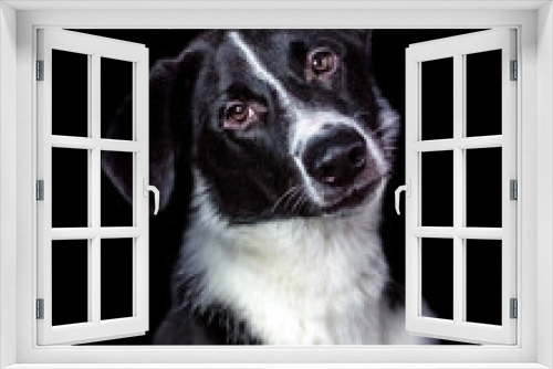 Fototapeta Naklejka Na Ścianę Okno 3D - black and white dog