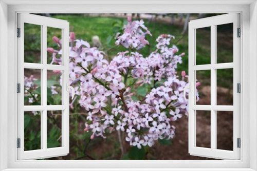 Fototapeta Naklejka Na Ścianę Okno 3D - purple Lilac flowers blooming on tree branch in garden