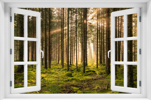 Fototapeta Naklejka Na Ścianę Okno 3D - Wald Sonnenstrahlen Schweden