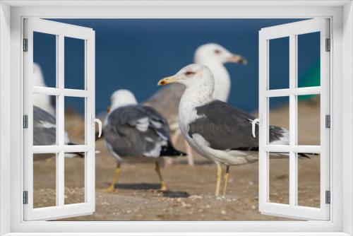 Fototapeta Naklejka Na Ścianę Okno 3D - Heuglins Meeuw, Heuglin's Gull, Larus heuglini