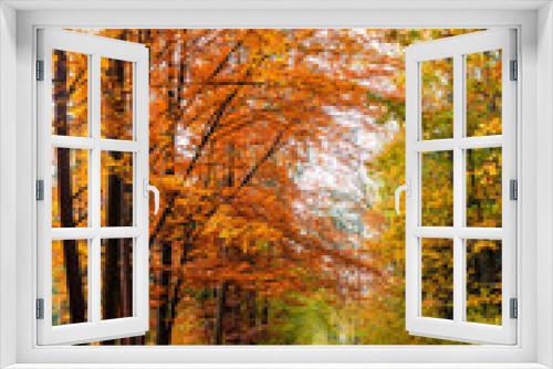 Fototapeta Naklejka Na Ścianę Okno 3D - Jesienny las z leśną malowniczą drogą 