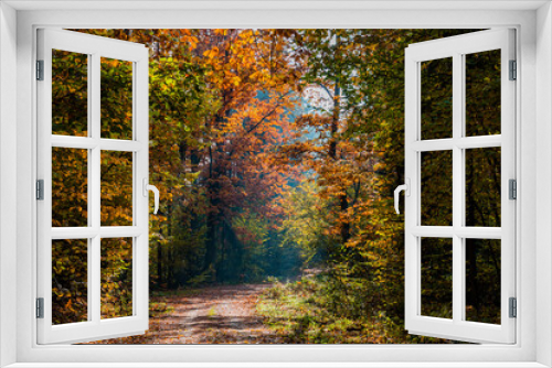 Fototapeta Naklejka Na Ścianę Okno 3D - Jesienny las z leśną malowniczą drogą 
