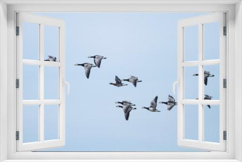 Fototapeta Naklejka Na Ścianę Okno 3D - Roodhalsgans, Red-breasted Goose, Branta ruficollis
