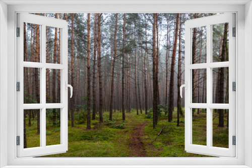 Fototapeta Naklejka Na Ścianę Okno 3D - The pine forest 