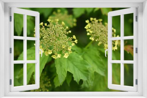 Fototapeta Naklejka Na Ścianę Okno 3D - close up of a bunch of parsley
