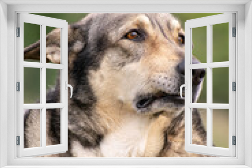 Fototapeta Naklejka Na Ścianę Okno 3D - Shepherd dog stares into the distance. Vertical concept.