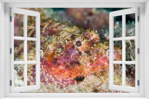 Fototapeta Naklejka Na Ścianę Okno 3D - Close up detail of scorpionfish camouflaging with its surroundings on coral reef