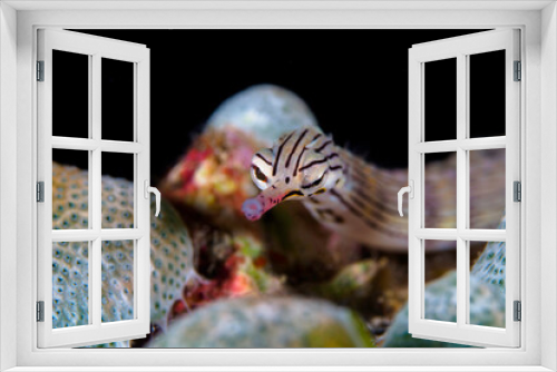 Fototapeta Naklejka Na Ścianę Okno 3D - Portrait of coral reef pipefish 
