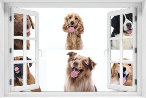 Fototapeta Naklejka Na Ścianę Okno 3D - Beautiful dogs in front of a white background