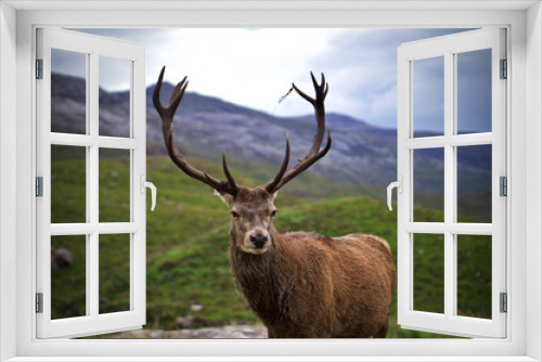 Fototapeta Naklejka Na Ścianę Okno 3D - Portrait of Stag in Scottish Highlands, Scotland. 