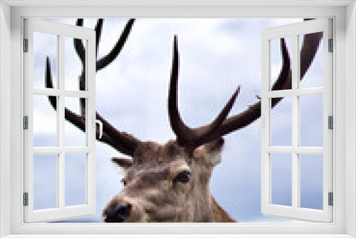 Fototapeta Naklejka Na Ścianę Okno 3D - Portrait of Stag in Scottish Highlands, Scotland. 