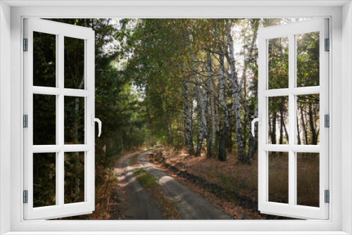 Fototapeta Naklejka Na Ścianę Okno 3D - Beautiful road for cars on the background of a forest with birches at sunset or dawn