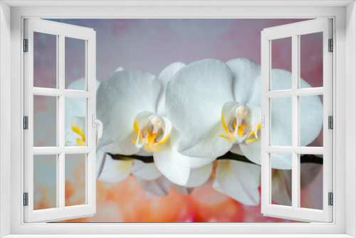 Fototapeta Naklejka Na Ścianę Okno 3D - White orchid on rainbow
background. tropical flowers.