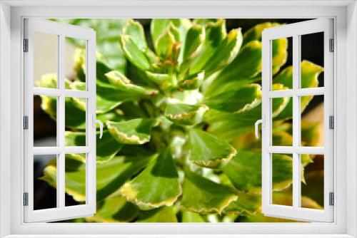 Fototapeta Naklejka Na Ścianę Okno 3D - close up of a cactus