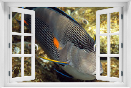 Fototapeta Naklejka Na Ścianę Okno 3D - Coral reef fish Acanthurus sohal