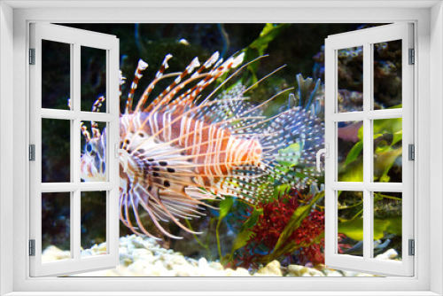 Fototapeta Naklejka Na Ścianę Okno 3D - Fisch 1