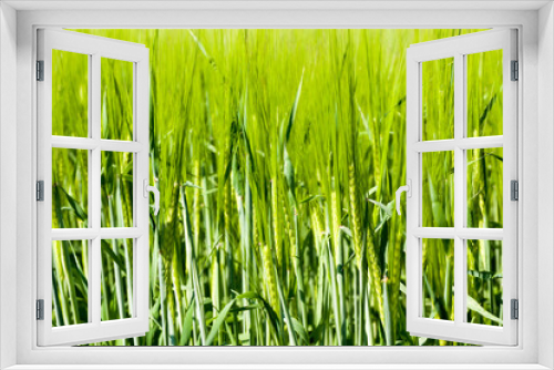 Fototapeta Naklejka Na Ścianę Okno 3D - agricultural field where green barley grows