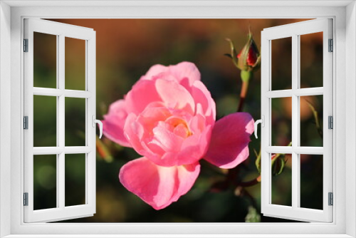 Fototapeta Naklejka Na Ścianę Okno 3D - Close-up of the pink rose in sunlight on a natural-blurred green background
