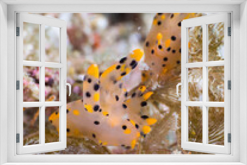 Fototapeta Naklejka Na Ścianę Okno 3D - Thecacera sp (pikachu) nudibranch on bryozoans (Mergui archipelago, Myanmar)