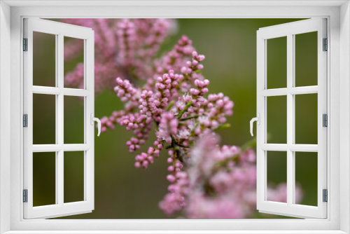 Fototapeta Naklejka Na Ścianę Okno 3D - Pink flowers butterfly-bush buddleja. Detailed macro view.