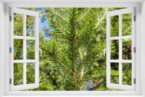 Fototapeta Naklejka Na Ścianę Okno 3D - Close-up of green thorny spruce branches.