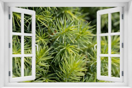 Fototapeta Naklejka Na Ścianę Okno 3D - Fir tree green needles. Detailed macro view.