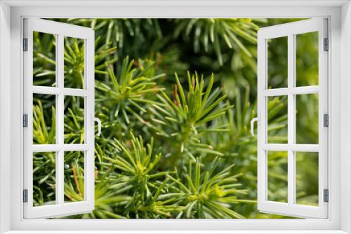Fototapeta Naklejka Na Ścianę Okno 3D - Fir tree green needles. Detailed macro view.